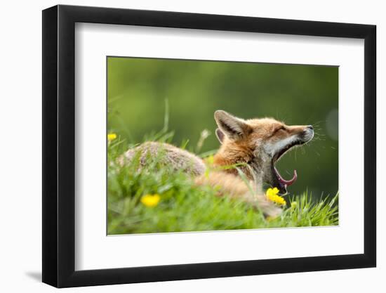 Red fox vixen yawning in the morning light, Lifton, Devon, UK-Ross Hoddinott-Framed Photographic Print