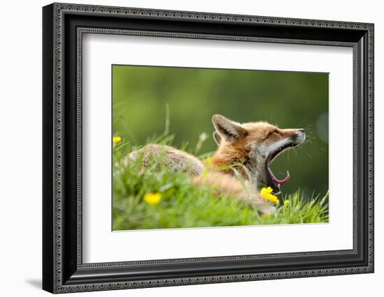 Red fox vixen yawning in the morning light, Lifton, Devon, UK-Ross Hoddinott-Framed Photographic Print