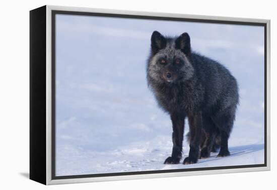 Red Fox (Vulpes Vulpes) Adult, in Silver Phase, ANWR, Alaska, USA-Steve Kazlowski-Framed Premier Image Canvas