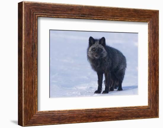 Red Fox (Vulpes Vulpes) Adult, in Silver Phase, ANWR, Alaska, USA-Steve Kazlowski-Framed Photographic Print