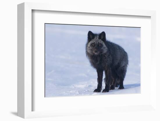 Red Fox (Vulpes Vulpes) Adult, in Silver Phase, ANWR, Alaska, USA-Steve Kazlowski-Framed Photographic Print