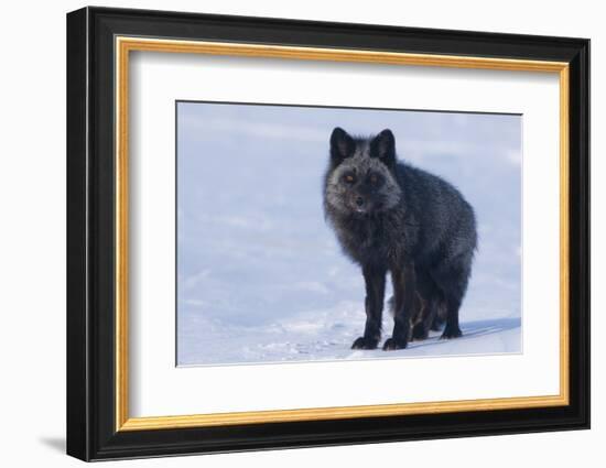 Red Fox (Vulpes Vulpes) Adult, in Silver Phase, ANWR, Alaska, USA-Steve Kazlowski-Framed Photographic Print