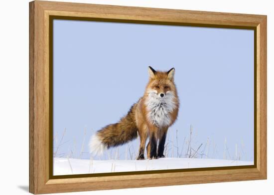 Red Fox (Vulpes Vulpes) Adult on the Arctic Coast, ANWR, Alaska, USA-Steve Kazlowski-Framed Premier Image Canvas