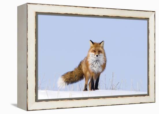 Red Fox (Vulpes Vulpes) Adult on the Arctic Coast, ANWR, Alaska, USA-Steve Kazlowski-Framed Premier Image Canvas
