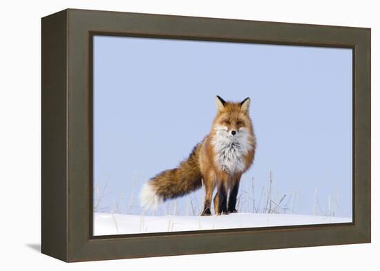 Red Fox (Vulpes Vulpes) Adult on the Arctic Coast, ANWR, Alaska, USA-Steve Kazlowski-Framed Premier Image Canvas