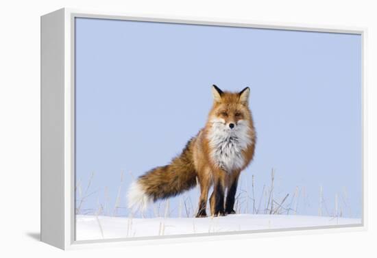 Red Fox (Vulpes Vulpes) Adult on the Arctic Coast, ANWR, Alaska, USA-Steve Kazlowski-Framed Premier Image Canvas