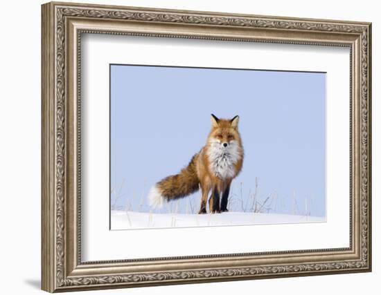 Red Fox (Vulpes Vulpes) Adult on the Arctic Coast, ANWR, Alaska, USA-Steve Kazlowski-Framed Photographic Print