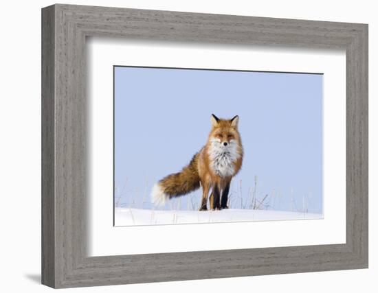 Red Fox (Vulpes Vulpes) Adult on the Arctic Coast, ANWR, Alaska, USA-Steve Kazlowski-Framed Photographic Print