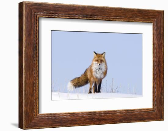 Red Fox (Vulpes Vulpes) Adult on the Arctic Coast, ANWR, Alaska, USA-Steve Kazlowski-Framed Photographic Print