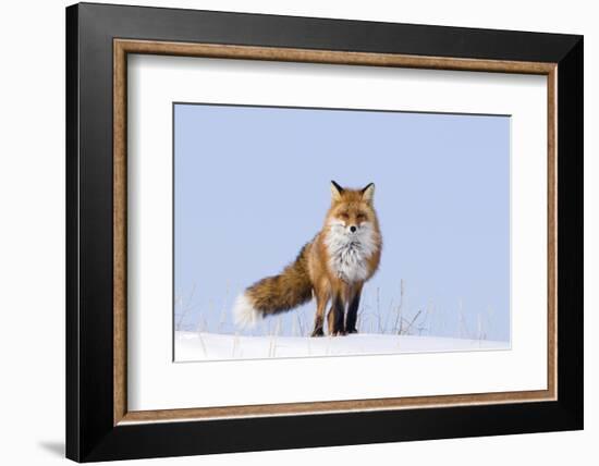 Red Fox (Vulpes Vulpes) Adult on the Arctic Coast, ANWR, Alaska, USA-Steve Kazlowski-Framed Photographic Print