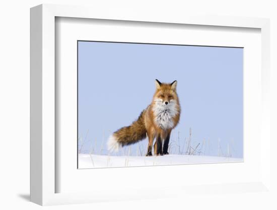 Red Fox (Vulpes Vulpes) Adult on the Arctic Coast, ANWR, Alaska, USA-Steve Kazlowski-Framed Photographic Print