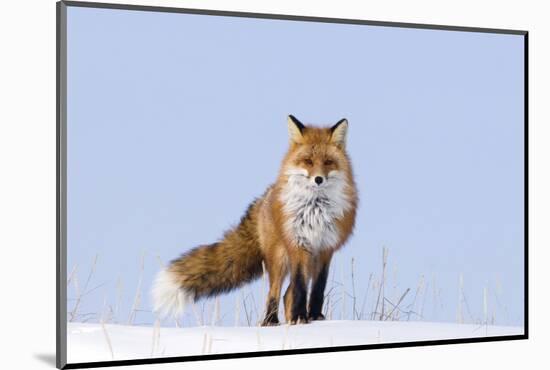 Red Fox (Vulpes Vulpes) Adult on the Arctic Coast, ANWR, Alaska, USA-Steve Kazlowski-Mounted Photographic Print