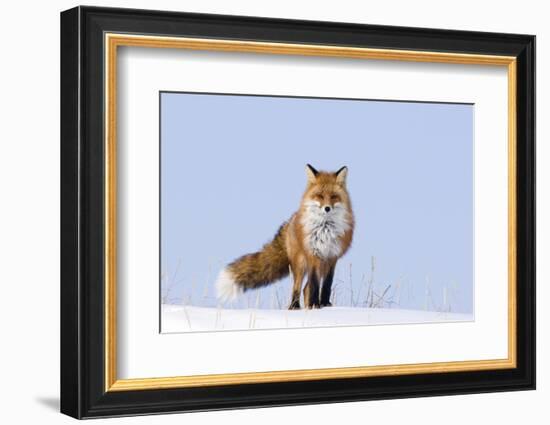 Red Fox (Vulpes Vulpes) Adult on the Arctic Coast, ANWR, Alaska, USA-Steve Kazlowski-Framed Photographic Print