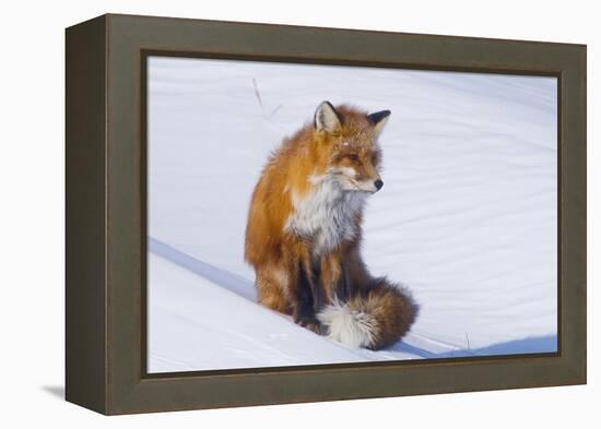 Red Fox (Vulpes Vulpes) Adult Rests on a Snow Bank, ANWR, Alaska, USA-Steve Kazlowski-Framed Premier Image Canvas