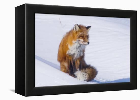 Red Fox (Vulpes Vulpes) Adult Rests on a Snow Bank, ANWR, Alaska, USA-Steve Kazlowski-Framed Premier Image Canvas