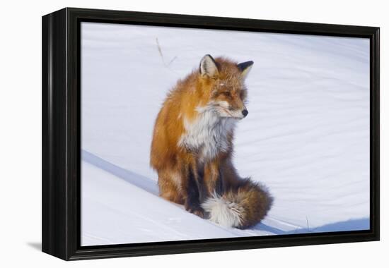 Red Fox (Vulpes Vulpes) Adult Rests on a Snow Bank, ANWR, Alaska, USA-Steve Kazlowski-Framed Premier Image Canvas