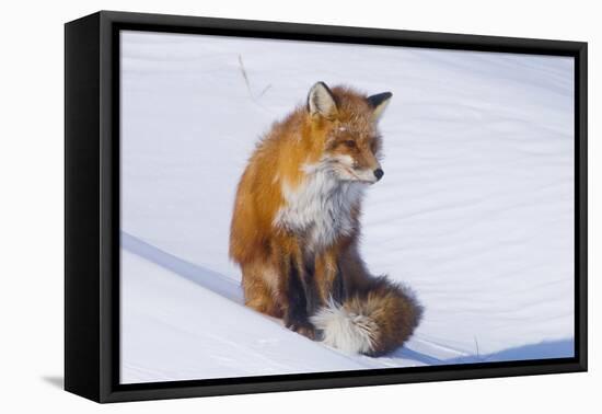 Red Fox (Vulpes Vulpes) Adult Rests on a Snow Bank, ANWR, Alaska, USA-Steve Kazlowski-Framed Premier Image Canvas