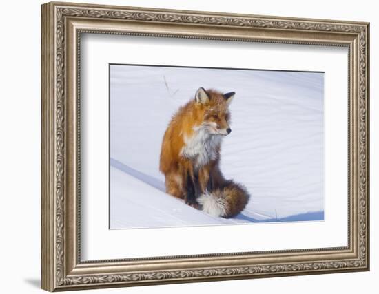 Red Fox (Vulpes Vulpes) Adult Rests on a Snow Bank, ANWR, Alaska, USA-Steve Kazlowski-Framed Photographic Print