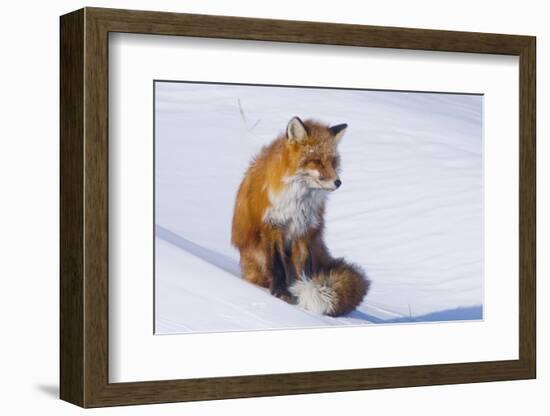 Red Fox (Vulpes Vulpes) Adult Rests on a Snow Bank, ANWR, Alaska, USA-Steve Kazlowski-Framed Photographic Print