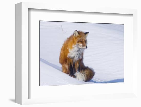 Red Fox (Vulpes Vulpes) Adult Rests on a Snow Bank, ANWR, Alaska, USA-Steve Kazlowski-Framed Photographic Print