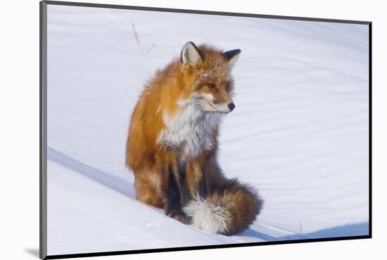 Red Fox (Vulpes Vulpes) Adult Rests on a Snow Bank, ANWR, Alaska, USA-Steve Kazlowski-Mounted Photographic Print
