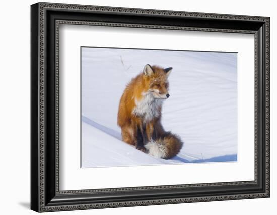 Red Fox (Vulpes Vulpes) Adult Rests on a Snow Bank, ANWR, Alaska, USA-Steve Kazlowski-Framed Photographic Print