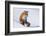 Red Fox (Vulpes Vulpes) Adult Rests on a Snow Bank, ANWR, Alaska, USA-Steve Kazlowski-Framed Photographic Print