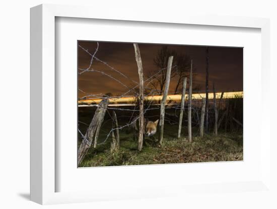 Red fox (Vulpes vulpes) adult with train in background, Kent, UK. March-Terry Whittaker-Framed Photographic Print