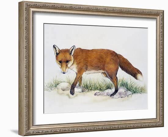 Red Fox (Vulpes Vulpes), Canidae, Drawing-null-Framed Giclee Print