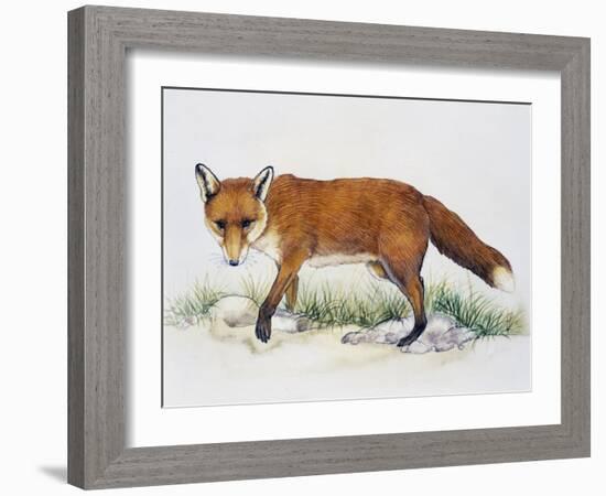 Red Fox (Vulpes Vulpes), Canidae, Drawing-null-Framed Giclee Print