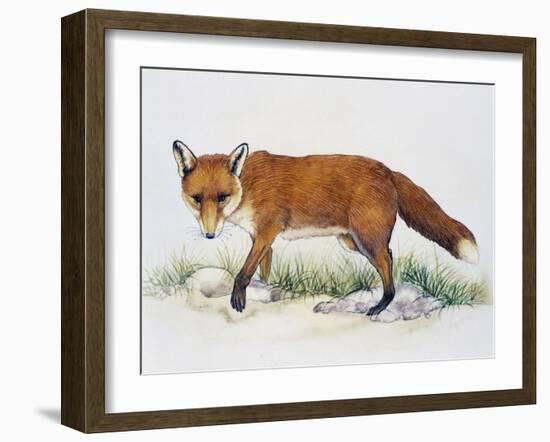 Red Fox (Vulpes Vulpes), Canidae, Drawing-null-Framed Giclee Print