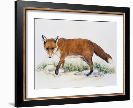 Red Fox (Vulpes Vulpes), Canidae, Drawing-null-Framed Giclee Print