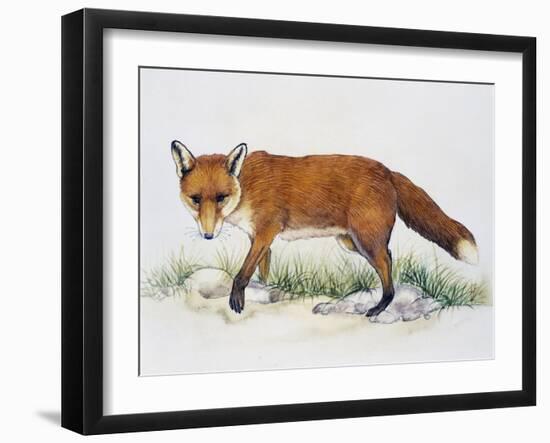 Red Fox (Vulpes Vulpes), Canidae, Drawing-null-Framed Giclee Print