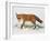 Red Fox (Vulpes Vulpes), Canidae, Drawing-null-Framed Giclee Print
