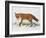 Red Fox (Vulpes Vulpes), Canidae, Drawing-null-Framed Giclee Print