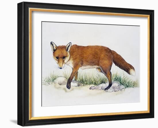 Red Fox (Vulpes Vulpes), Canidae, Drawing-null-Framed Giclee Print