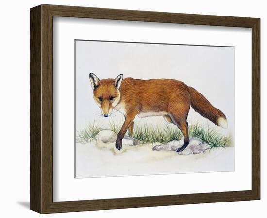 Red Fox (Vulpes Vulpes), Canidae, Drawing-null-Framed Giclee Print