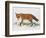 Red Fox (Vulpes Vulpes), Canidae, Drawing-null-Framed Giclee Print