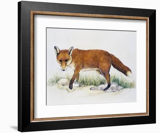 Red Fox (Vulpes Vulpes), Canidae, Drawing-null-Framed Giclee Print