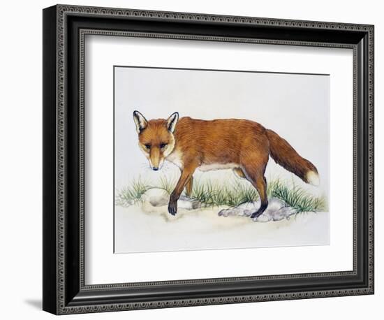 Red Fox (Vulpes Vulpes), Canidae, Drawing-null-Framed Giclee Print