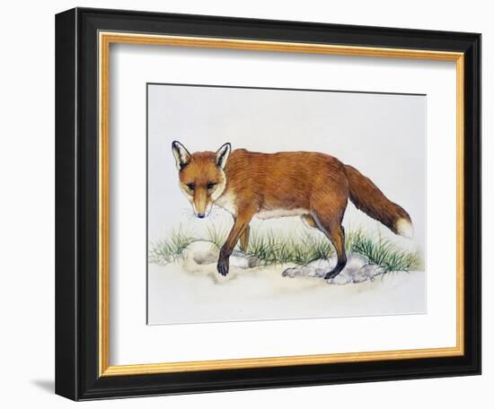 Red Fox (Vulpes Vulpes), Canidae, Drawing-null-Framed Giclee Print