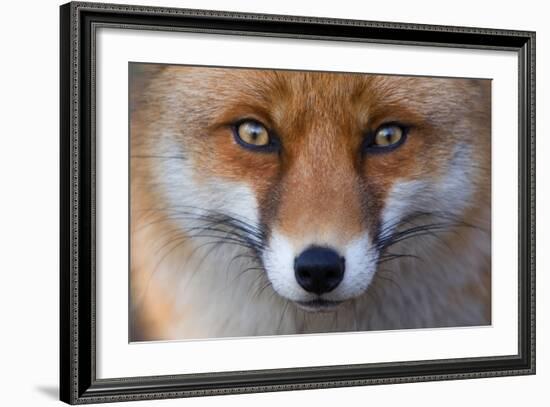 Red Fox (Vulpes Vulpes) Captive Portrait-Edwin Giesbers-Framed Photographic Print