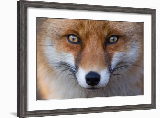 Red Fox (Vulpes Vulpes) Captive Portrait-Edwin Giesbers-Framed Photographic Print