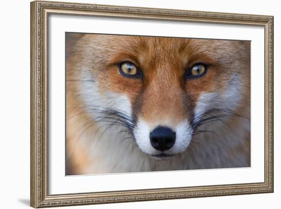 Red Fox (Vulpes Vulpes) Captive Portrait-Edwin Giesbers-Framed Photographic Print