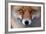 Red Fox (Vulpes Vulpes) Captive Portrait-Edwin Giesbers-Framed Photographic Print