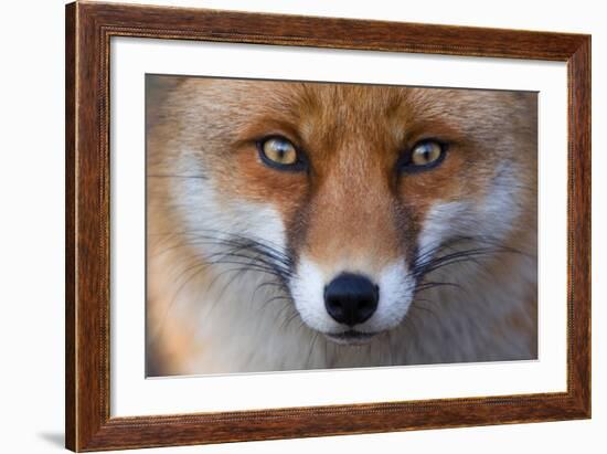 Red Fox (Vulpes Vulpes) Captive Portrait-Edwin Giesbers-Framed Photographic Print