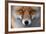 Red Fox (Vulpes Vulpes) Captive Portrait-Edwin Giesbers-Framed Photographic Print