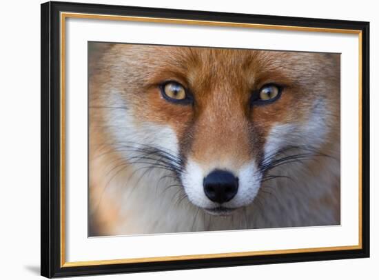 Red Fox (Vulpes Vulpes) Captive Portrait-Edwin Giesbers-Framed Photographic Print