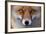 Red Fox (Vulpes Vulpes) Captive Portrait-Edwin Giesbers-Framed Photographic Print