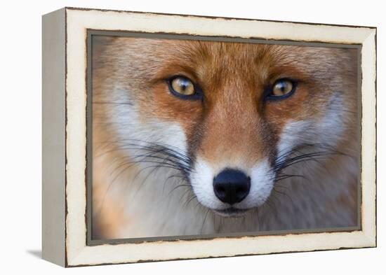 Red Fox (Vulpes Vulpes) Captive Portrait-Edwin Giesbers-Framed Premier Image Canvas